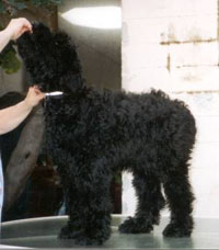 Corsaire at 4 months