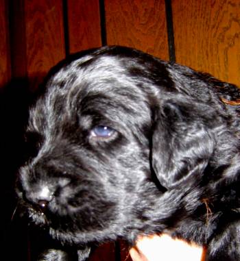 puppy