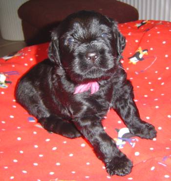 puppy