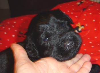 puppy
