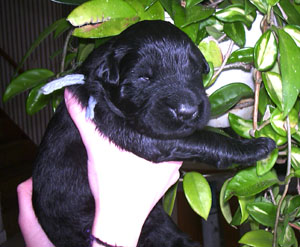 Black Russian Terrier puppy