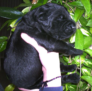 Black Russian Terrier puppy