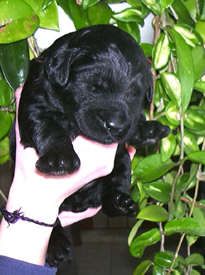 Black Russian Terrier puppy