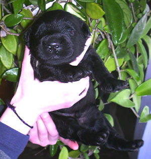 Black Russian Terrier puppy
