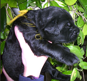 Black Russian Terrier puppy