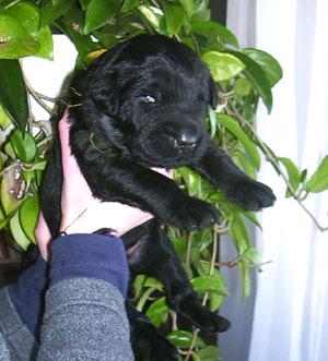 Black Russian Terrier puppy