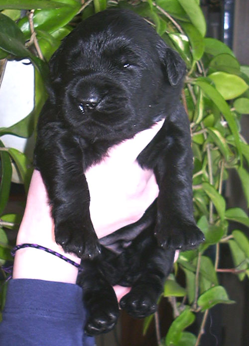 Black Russian Terrier puppy