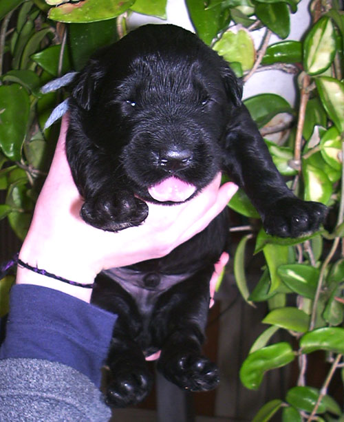 Black Russian Terrier puppy