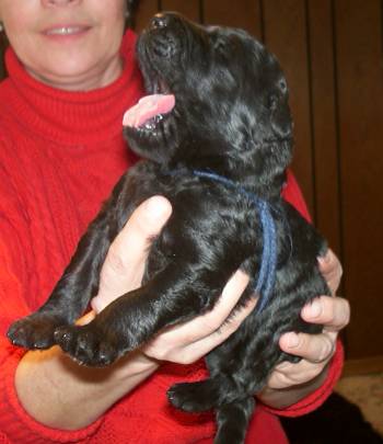 male Black Russian Terrier puppy