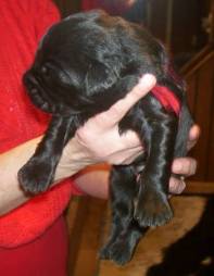 female Black Russian Terrier puppy