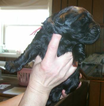 male Black Russian Terrier puppy