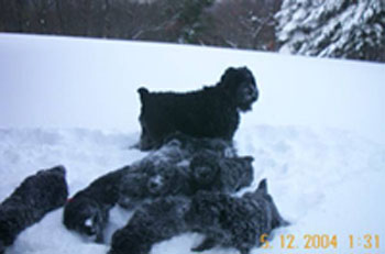 Puppies
